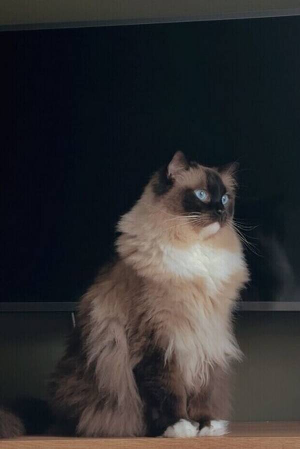 Katt - Ragdollen Purri