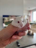 Hamstern Vanilj