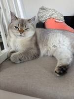 Katten Fia