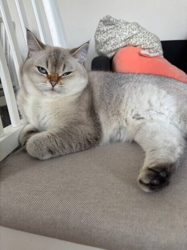 Katt - Katten Fia 
