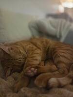 Orange katt