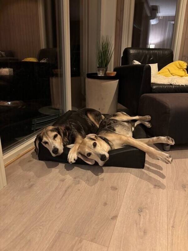 Hund - Dunker