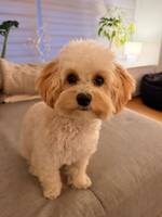 Maltipoo