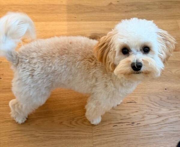 Hund - Maltipoo