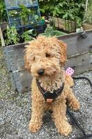 Cavapoo, Ralph