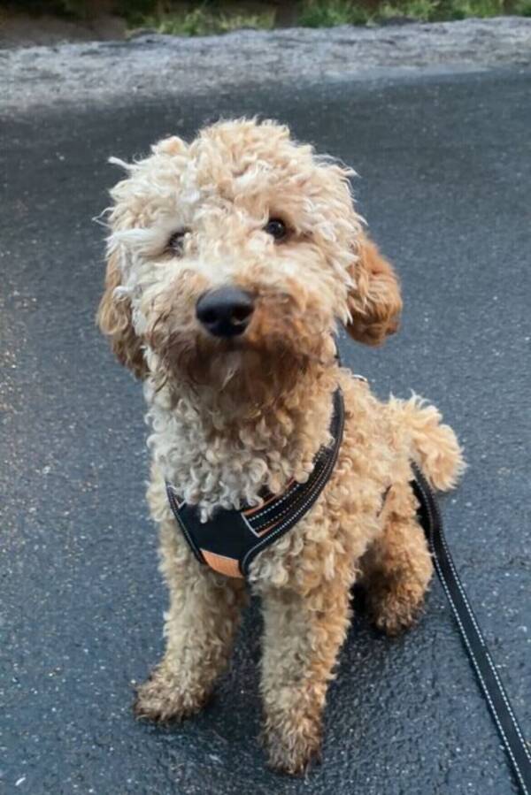 Hund - Cavapoo, Ralph