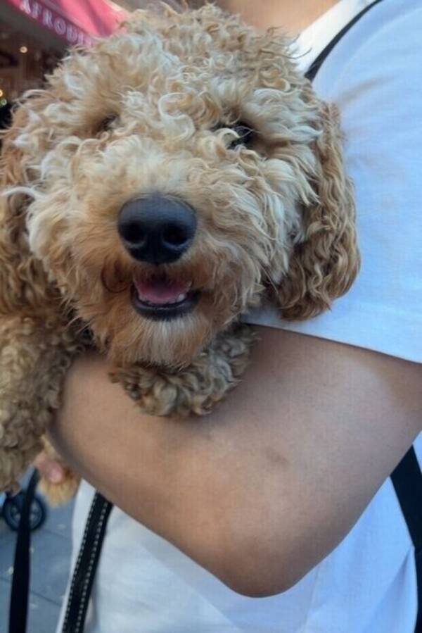 Hund - Cavapoo, Ralph