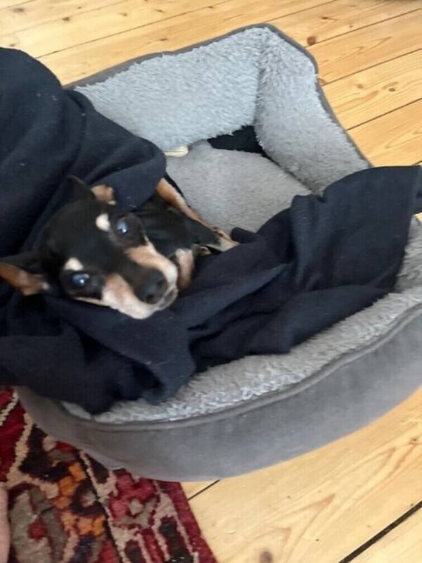 Hund - Hunden Humlan