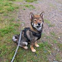 Shiba Inun Sylvie