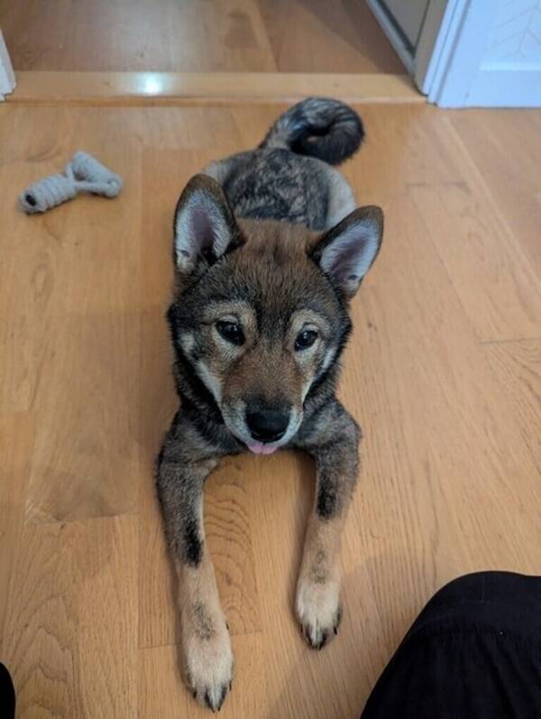 Hund - Shiba Inun Sylvie