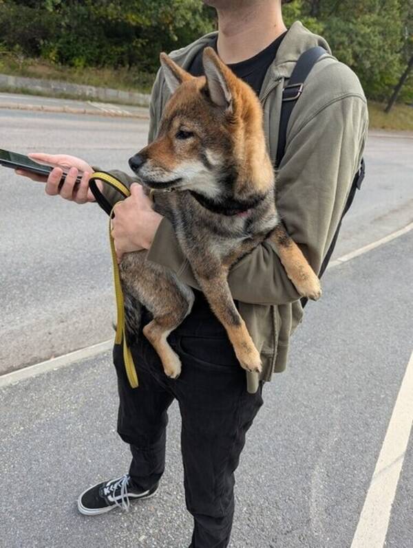 Hund - Shiba Inun Sylvie