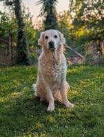 Golden Retriever - Zoe