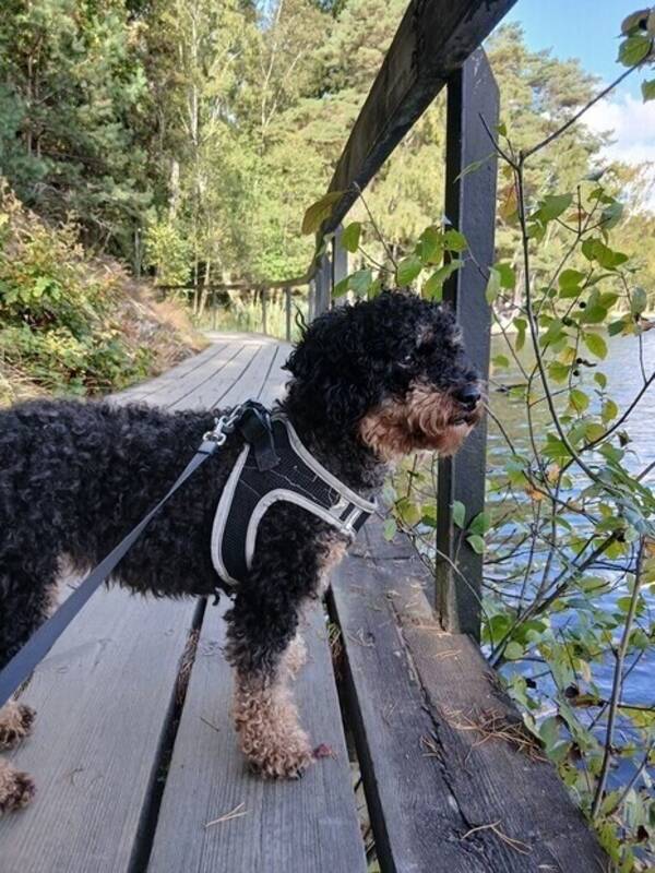 Hund - Bonnie