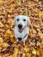 Golden Retriever Lady