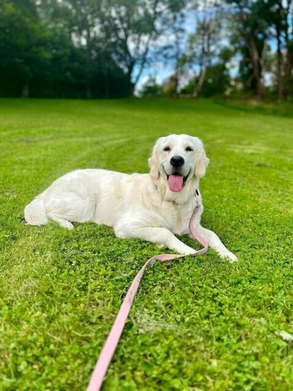 Hund - Golden Retriever Lady