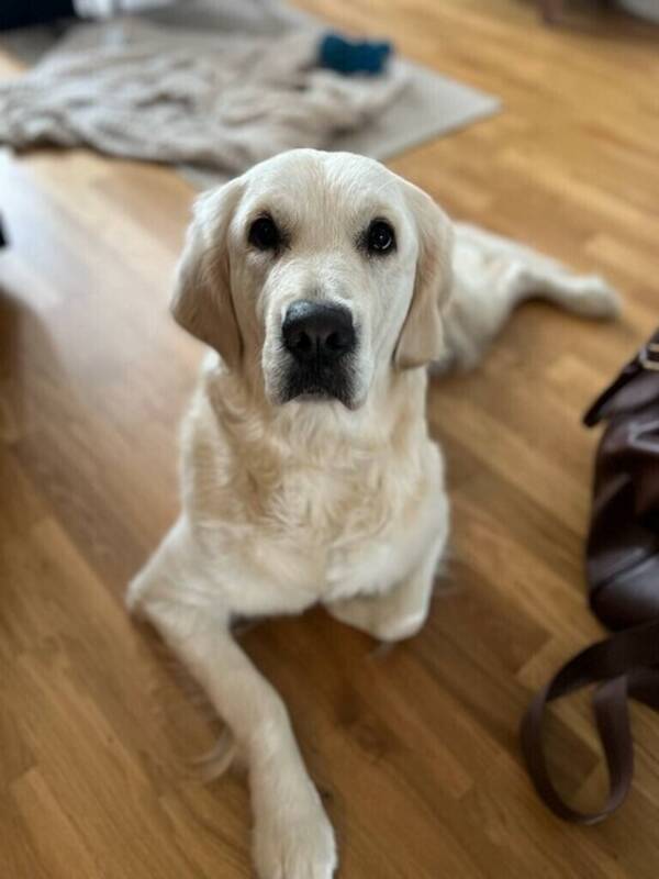 Hund - Golden Retriever Lady
