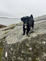 Hunden Esther 
