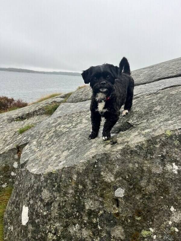 Hund - Hunden Esther 