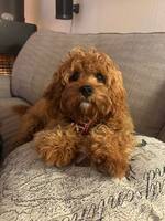 Albert en Cavapoo