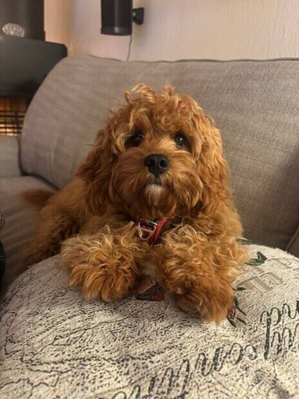 Hund - Albert en Cavapoo