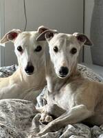 2 Whippet som är halvbröder