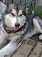 Alaskan Malamute 