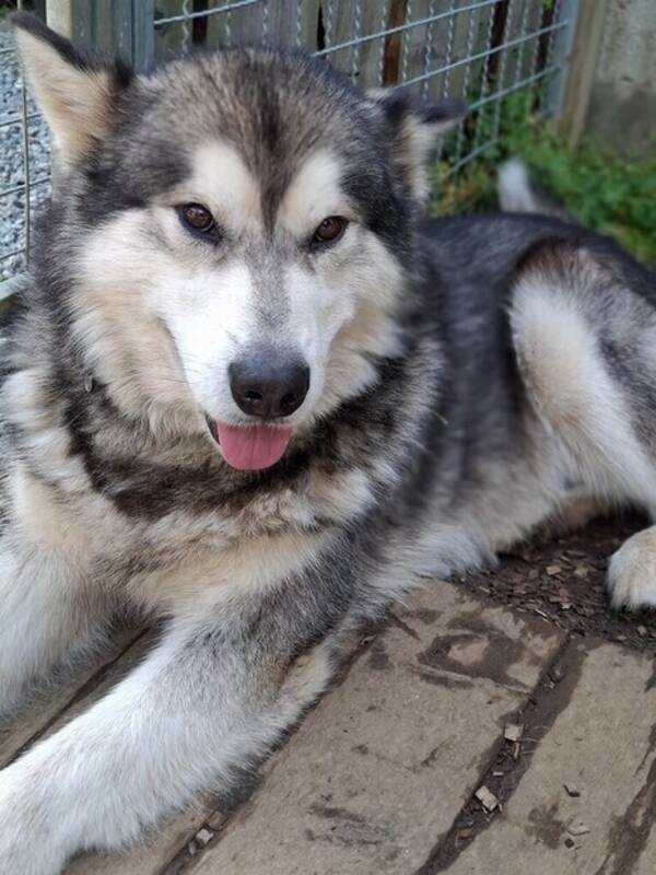 Hund - Alaskan Malamute 