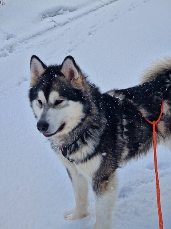 Hund - Alaskan Malamute 