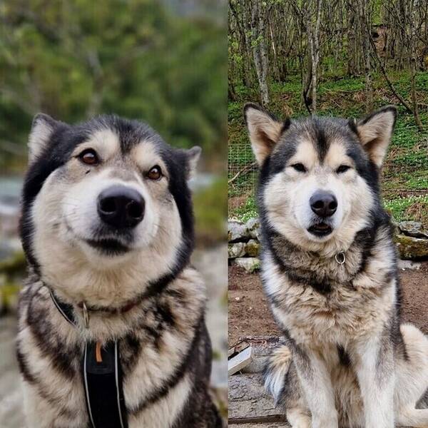 Hund - Alaskan Malamute 