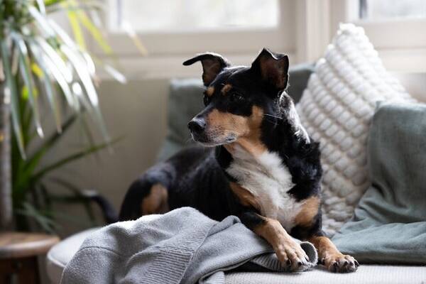 Hund - Blandingsterrier Kovu