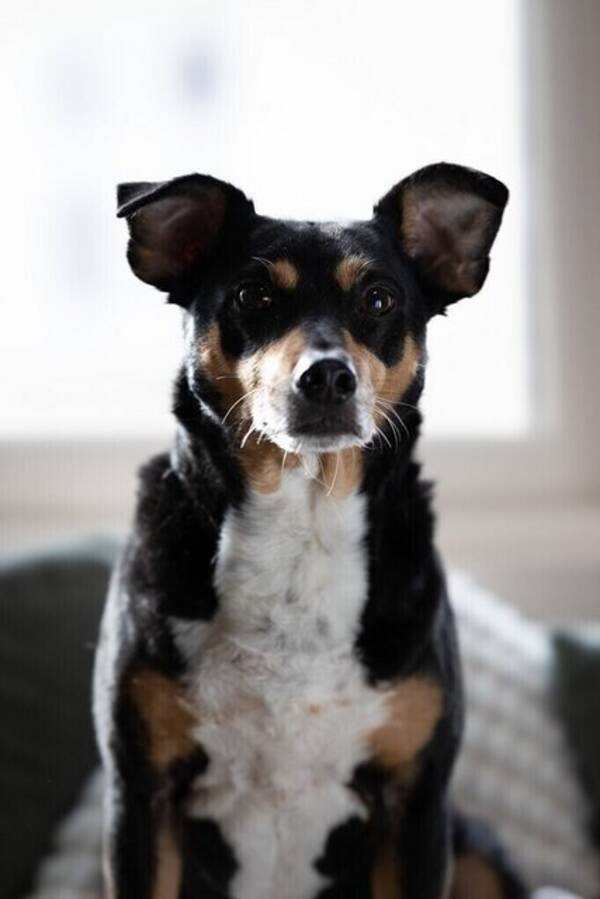 Hund - Blandingsterrier Kovu