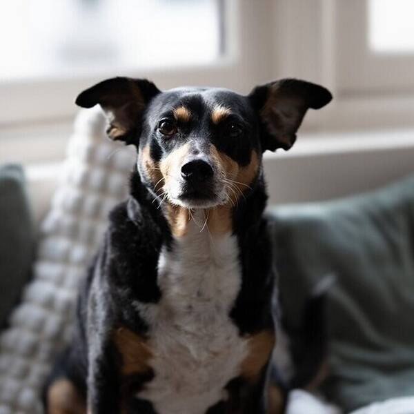 Hund - Blandingsterrier Kovu