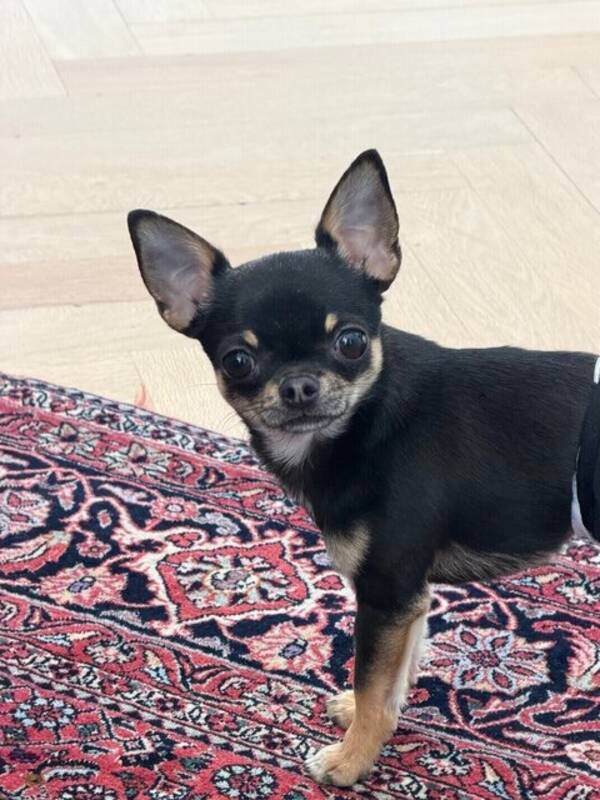 Hund - Mina hundar 