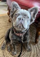 Fransk Bulldog