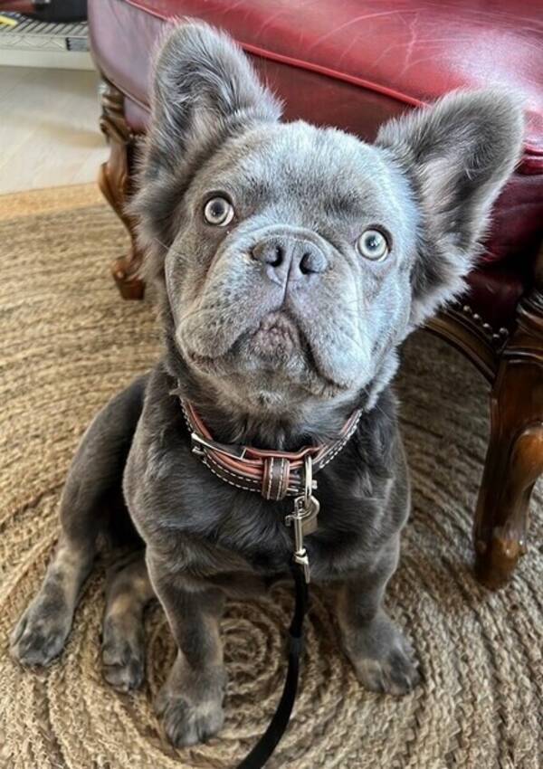 Hund - Fransk Bulldog 