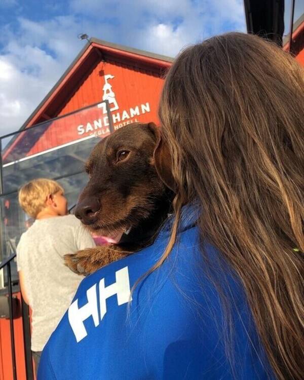 Hund - Dvärgtax