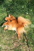 Pomeranian