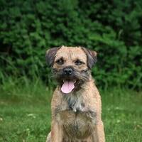 Border Terrier med navn Bucky
