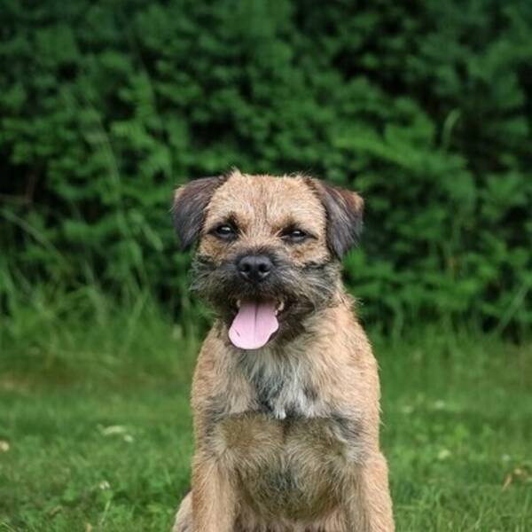 Hund - Border Terrier med navn Bucky