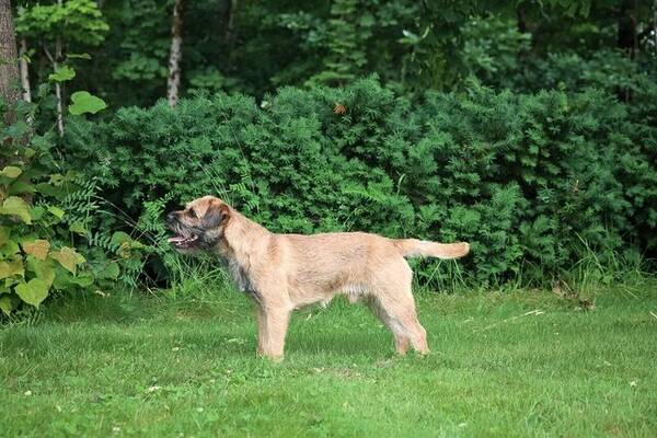 Hund - Border Terrier med navn Bucky