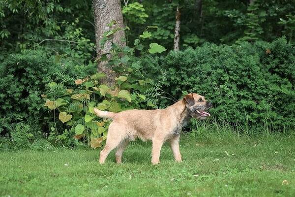 Hund - Border Terrier med navn Bucky