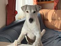 Kai .Parson Russell Terrier.