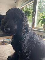 Cockerspanieln Bosse