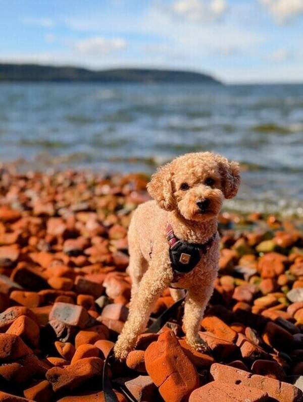 Hund - Minidoodle Ludde