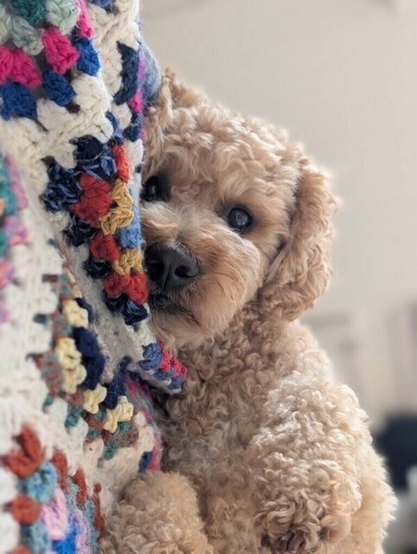 Hund - Minidoodle Ludde