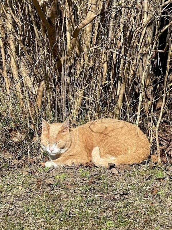 Katt - Huskatten Sigge