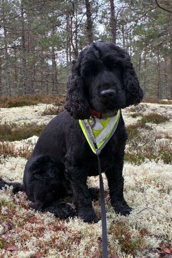 Hund - Cockerspanieln Bosse