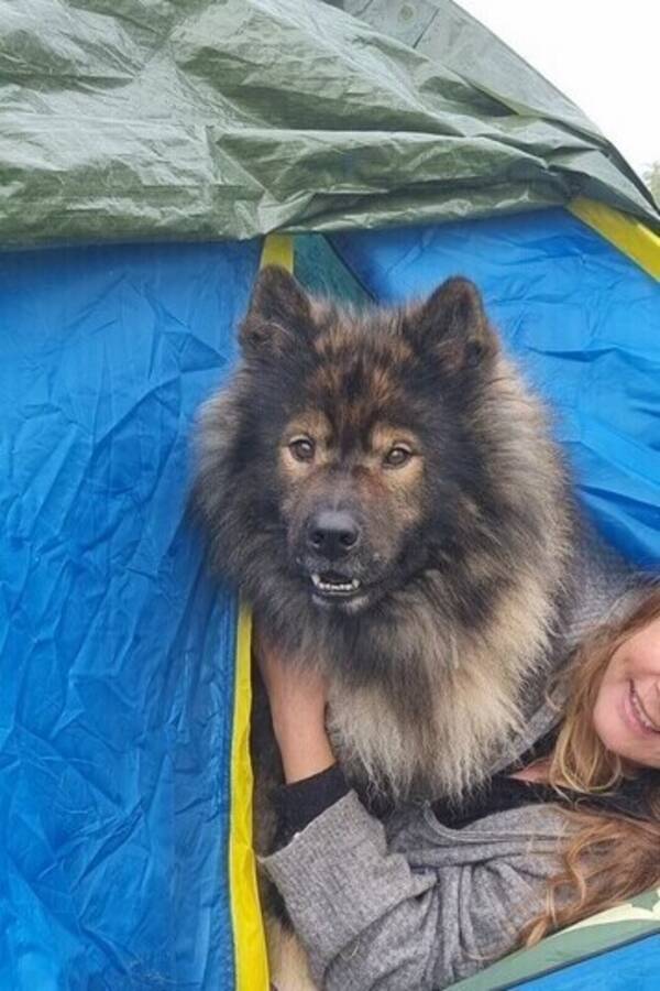 Hund - Eurasier Pelle