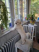 SHIPOO
