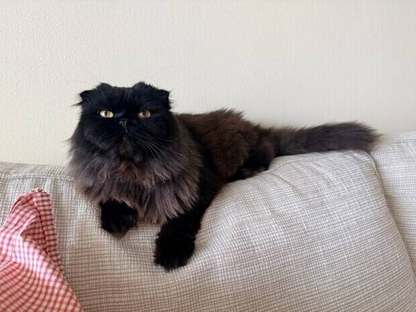 Katt - Fluffy cat